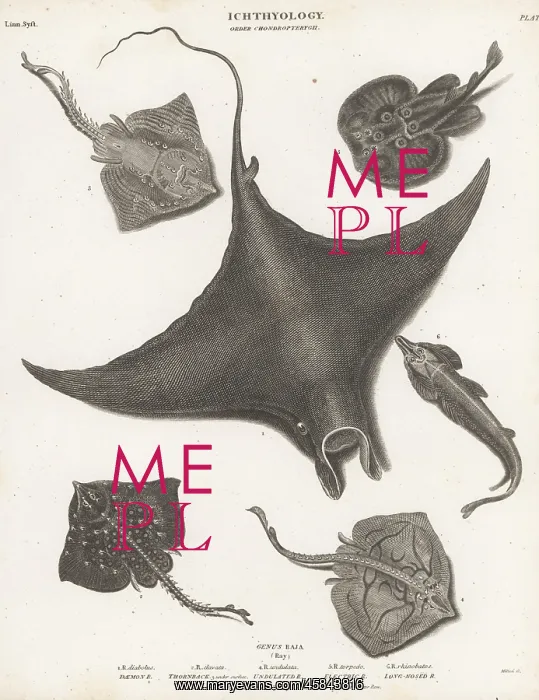 : Endangered devil fish, guitar fish and rays : Endangered devil fish, guitar fish and rays