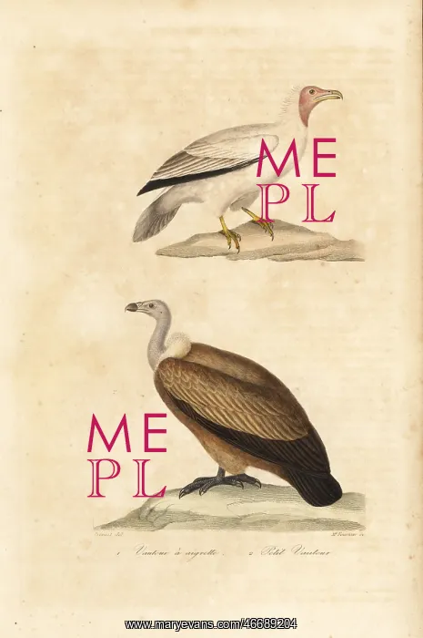 : Endangered Egyptian and Nubian vultures : Endangered Egyptian and Nubian vultures
