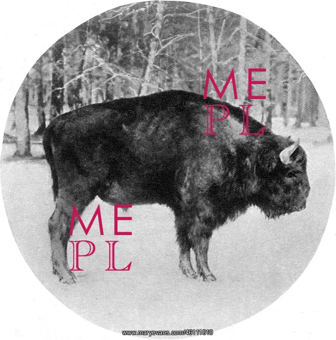 : Endangered European bison in wartime, 1915 : Endangered European bison in wartime, 1915