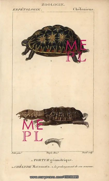 : Endangered geometric tortoise, Psammobates : Endangered geometric tortoise, Psammobates