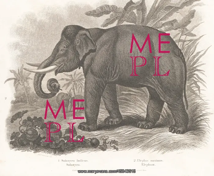 : Endangered Indian elephant, Elephas maximus indicus : Endangered Indian elephant, Elephas maximus indicus