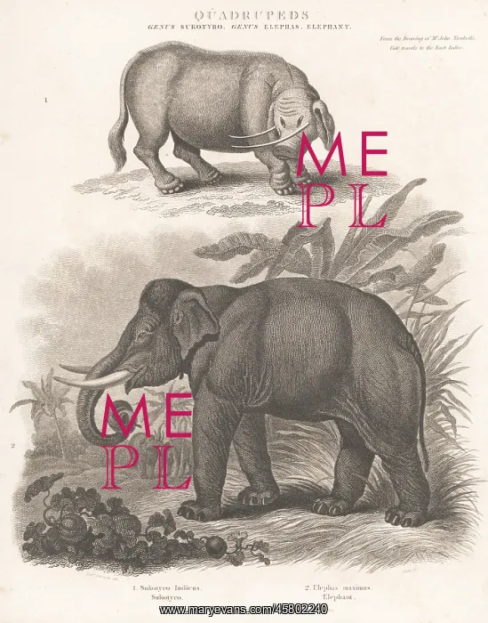 : Endangered Indian elephant and mythical creature sukotyro : Endangered Indian elephant and mythical creature sukotyro