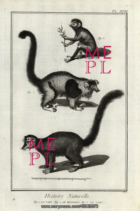 : Endangered lemurs and loris : Endangered lemurs and loris