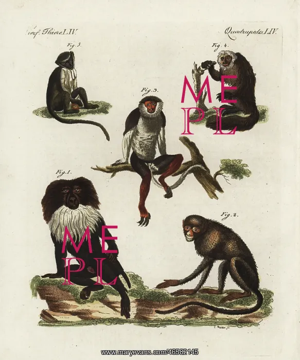 : Endangered macaques, douc, saki and roloway monkey : Endangered macaques, douc, saki and roloway monkey