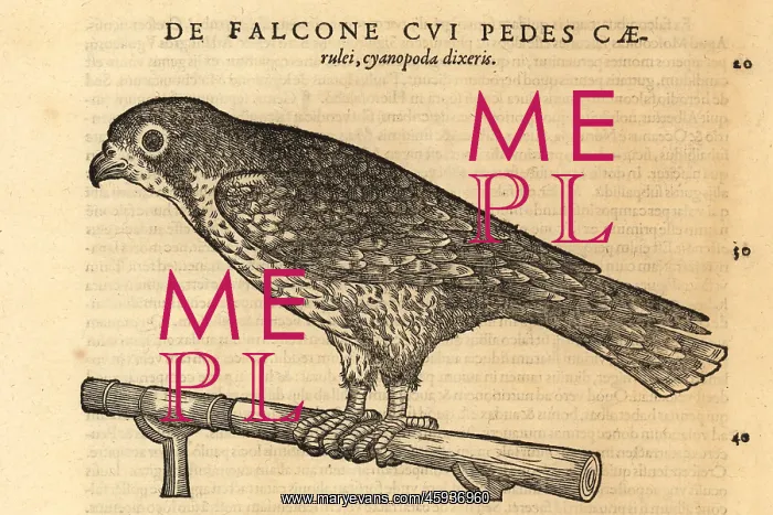 : Endangered saker falcon, Falco cherrug : Endangered saker falcon, Falco cherrug