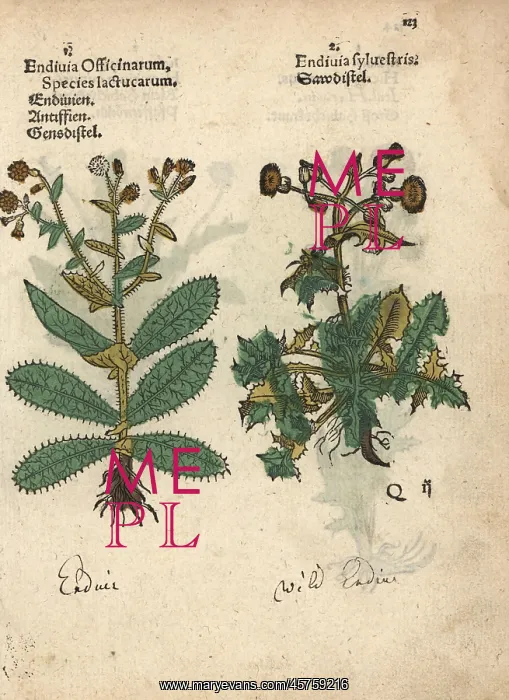 : Endive, Cichorium endivia, and wild endive : Endive, Cichorium endivia, and wild endive