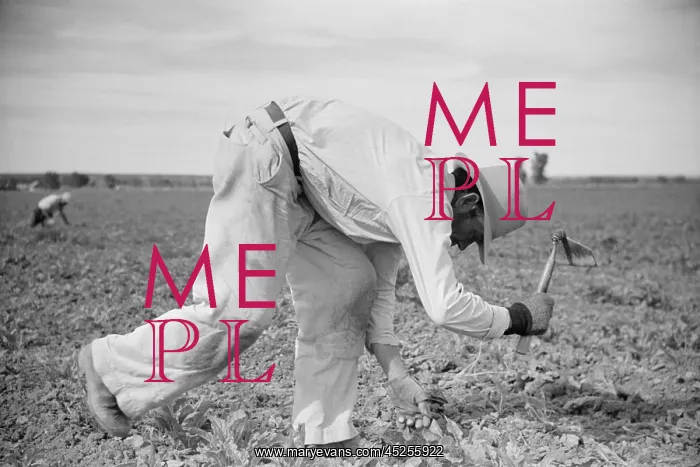 : Energetic worker chopping sugar beets in Montana : Energetic worker chopping sugar beets in Montana