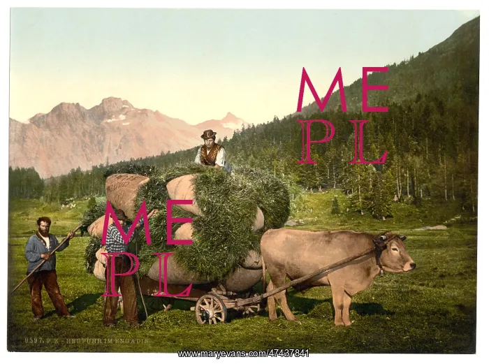 : Engadine, carrying hay in the Engadine, Grisons, Switzerland : Engadine, carrying hay in the Engadine, Grisons, Switzerland