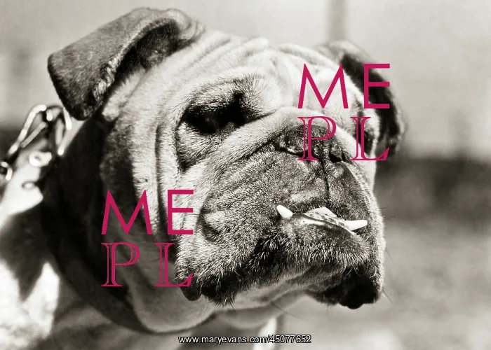 : English Bulldog Face with Two Teeth Sticking out : English Bulldog Face with Two Teeth Sticking out