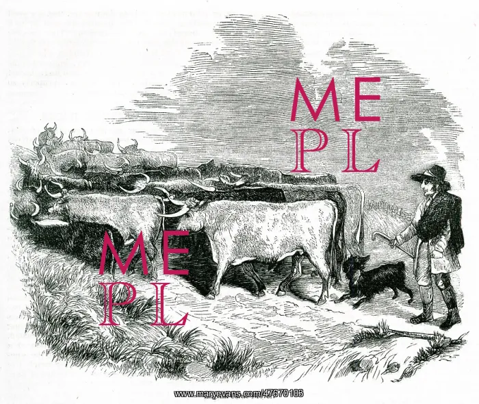  : English cattle drover at work