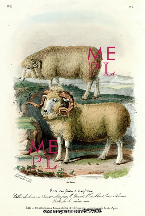 : ENGLISH FOREST SHEEP : ENGLISH FOREST SHEEP