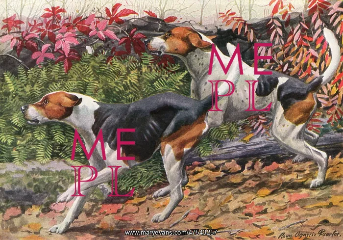 : English Foxhound and American Foxhound : English Foxhound and American Foxhound