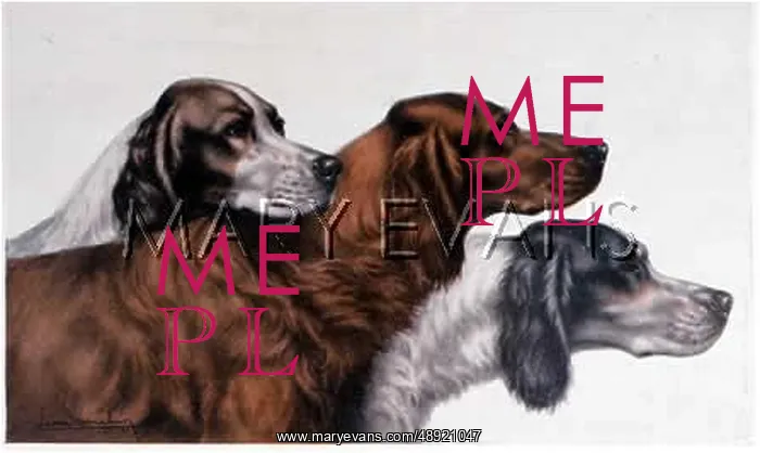  : ENGLISH, IRISH SETTERS