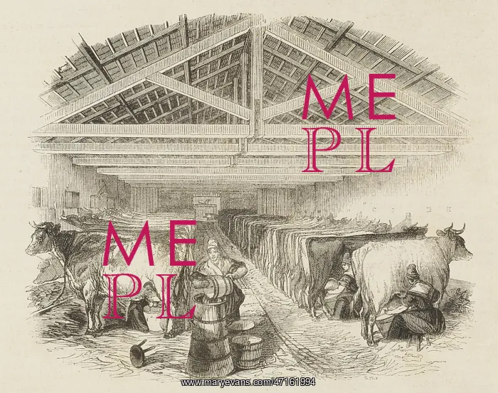 : English milking parlour, with milkmaids at work : English milking parlour, with milkmaids at work