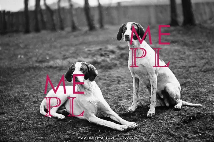  : English Pointers Victorian period