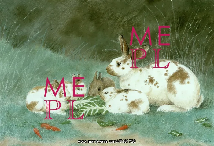 : English Rabbit Family : English Rabbit Family