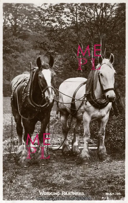 : Two English Rural Working Horses - Working Partners : Two English Rural Working Horses - Working Partners