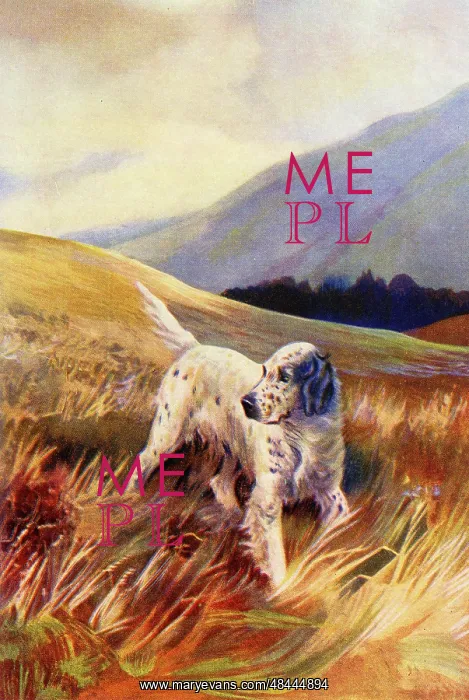  : English Setter