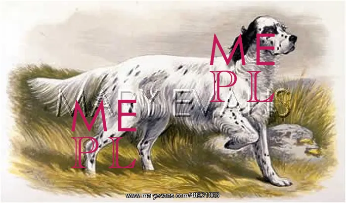 : ENGLISH SETTER (DALZIEL) : ENGLISH SETTER (DALZIEL)