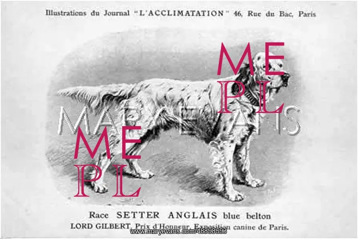 : English Setter Dog : English Setter Dog