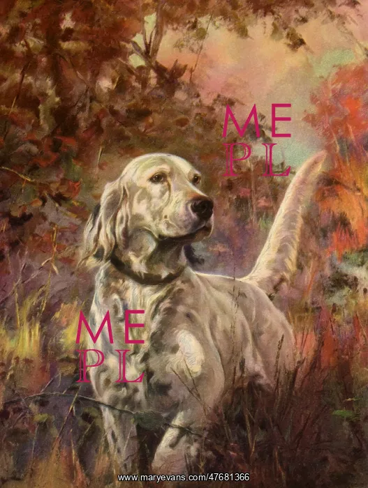  : English Setter in Field