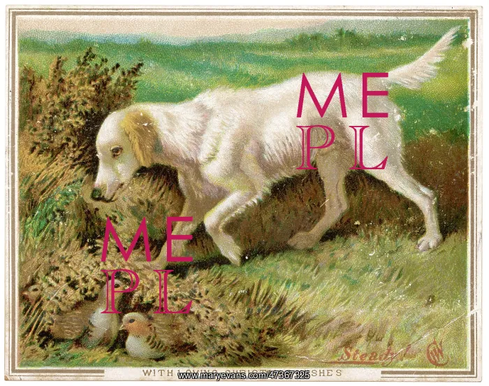  : ENGLISH SETTER AND NEST
