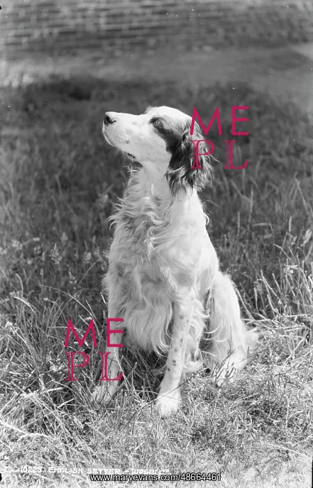 : English Setter Portrait : English Setter Portrait