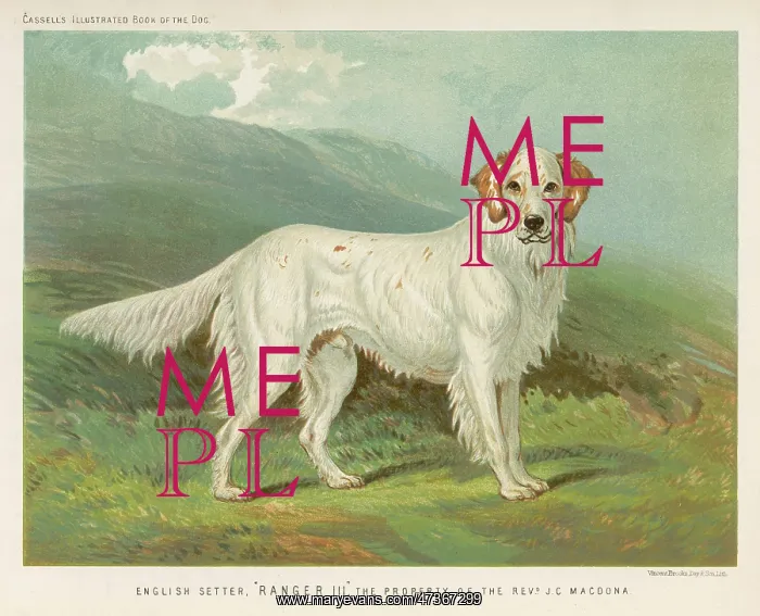  : ENGLISH SETTER (SHAW)