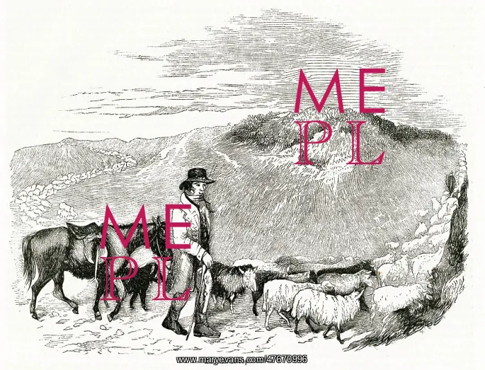  : English sheep drover at work