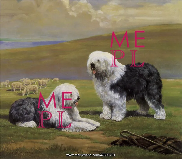 : English Sheepdogs