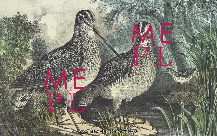 : English Snipe