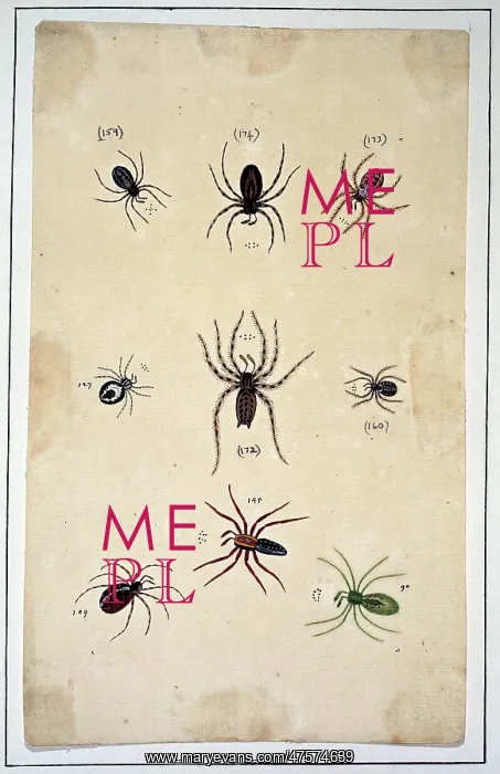 : English spiders : English spiders
