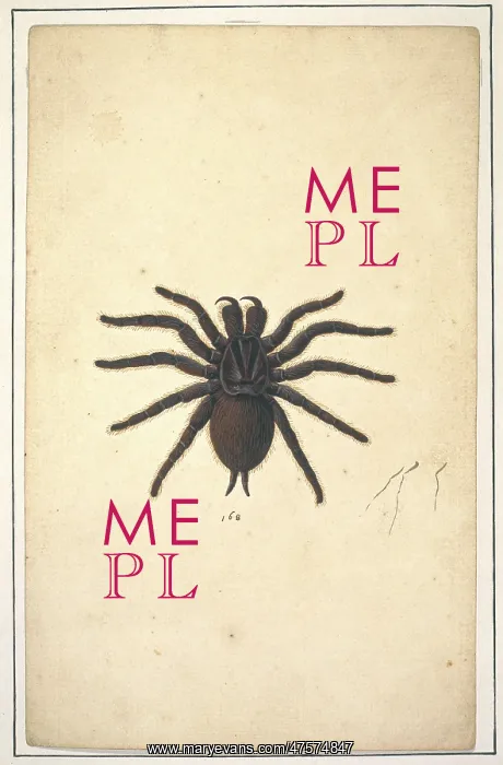 : English spiders : English spiders