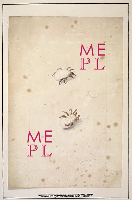 : English spiders : English spiders