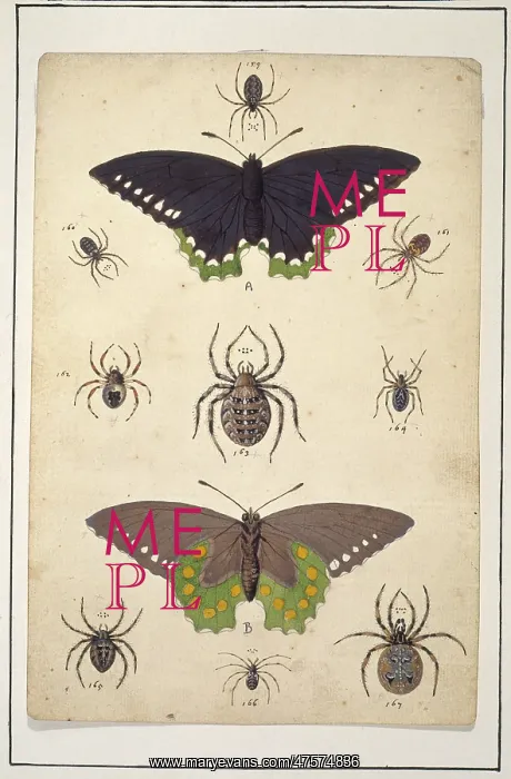 : English spiders with butterflies : English spiders with butterflies