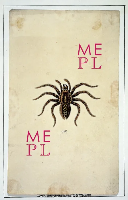 : English spiders by Eleazar Albin : English spiders by Eleazar Albin