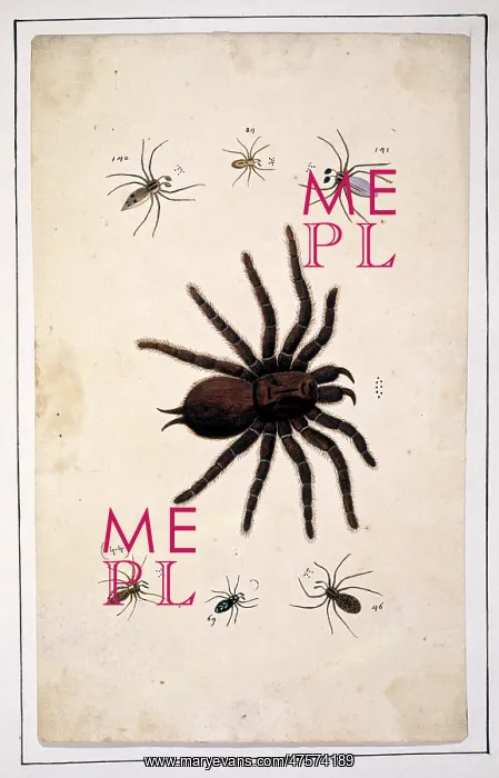 : English spiders by Eleazar Albin : English spiders by Eleazar Albin