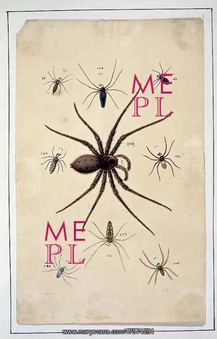 : English spiders by Eleazar Albin : English spiders by Eleazar Albin