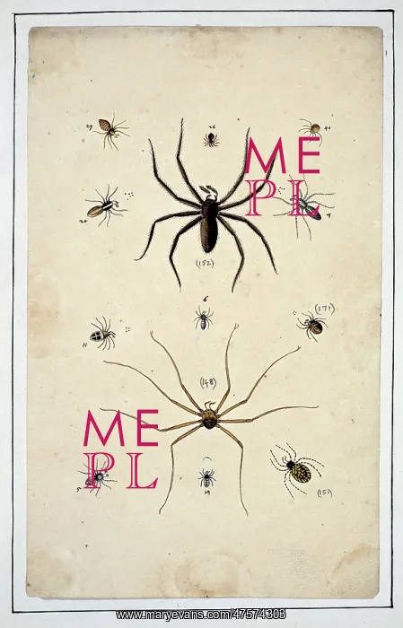 : English spiders by Eleazar Albin : English spiders by Eleazar Albin