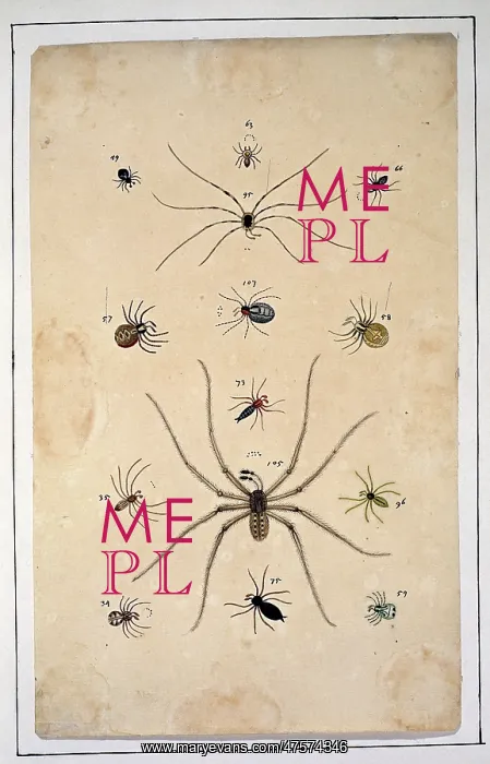 : English spiders by Eleazar Albin : English spiders by Eleazar Albin