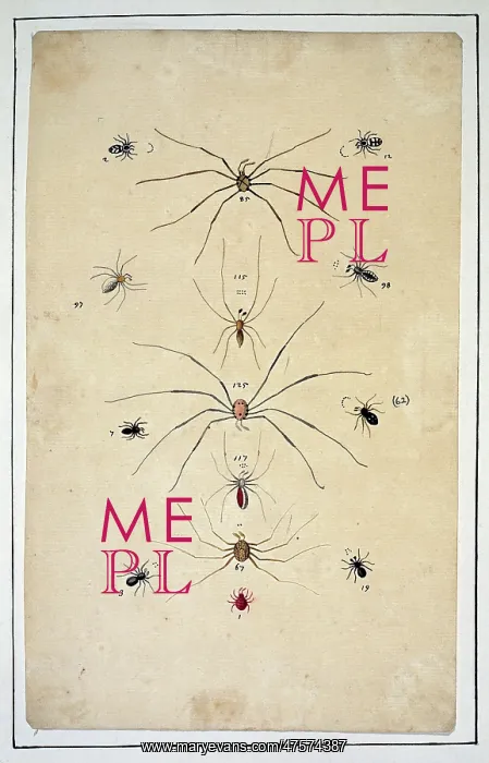 : English spiders by Eleazar Albin : English spiders by Eleazar Albin