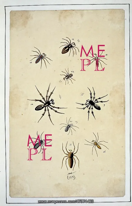 : English spiders by Eleazar Albin : English spiders by Eleazar Albin