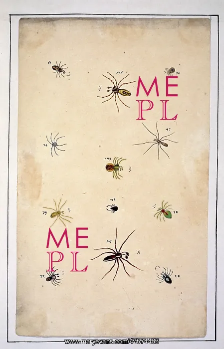 : English spiders by Eleazar Albin : English spiders by Eleazar Albin