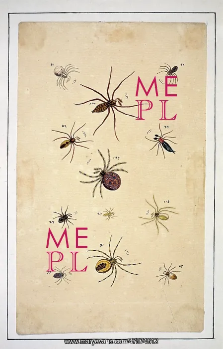 : English spiders by Eleazar Albin : English spiders by Eleazar Albin