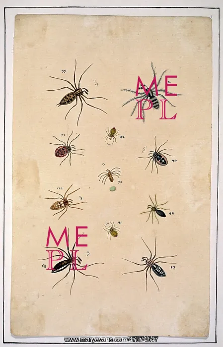 : English spiders by Eleazar Albin : English spiders by Eleazar Albin
