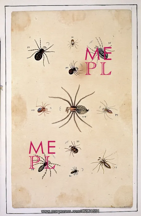 : English spiders by Eleazar Albin : English spiders by Eleazar Albin
