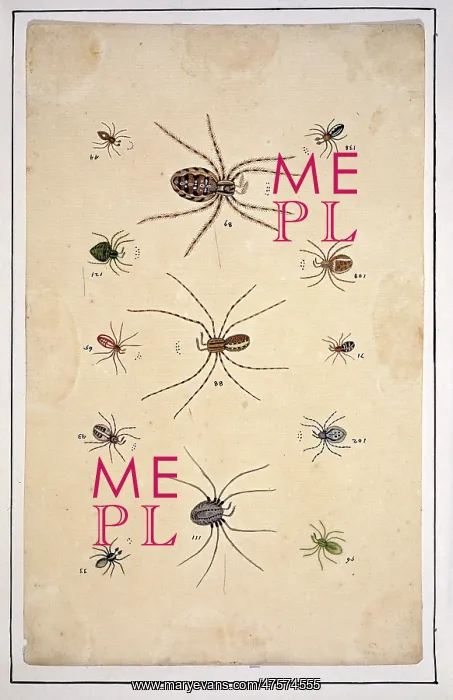 : English spiders by Eleazar Albin : English spiders by Eleazar Albin