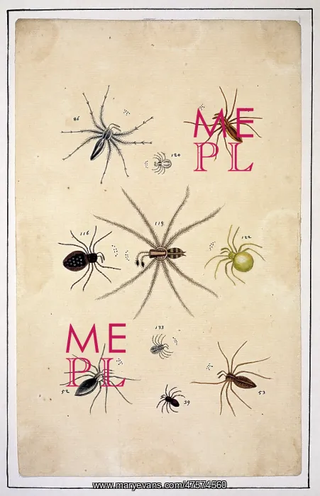 : English spiders by Eleazar Albin : English spiders by Eleazar Albin