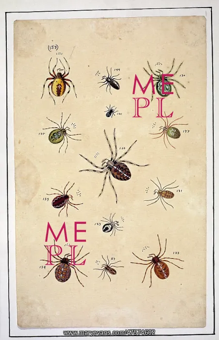 : English spiders by Eleazar Albin : English spiders by Eleazar Albin