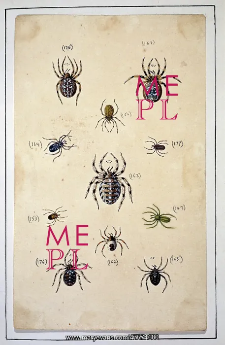 : English spiders by Eleazar Albin : English spiders by Eleazar Albin